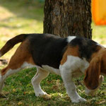 Cucciolo beagle