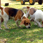 Cucciolo beagle