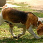 Cucciolo beagle