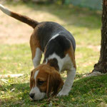 Cucciolo beagle