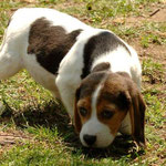 Cucciolo beagle