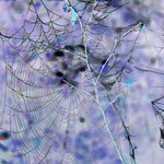 Spinnennetz als Negativ