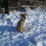 Hachiko Dez 2010
