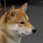 Hachiko 9 Monate