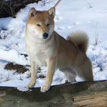 Hachiko