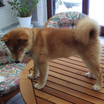 Hachiko Dez 2010