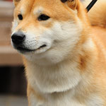 Hachiko Juni  2012