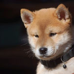 Hachiko 7 wochen