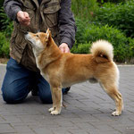 Hachiko 91/2 Monate