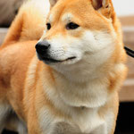 Hachiko Juni  2012