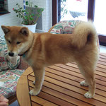 Hachiko Dez 2010