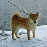 Hachiko