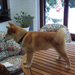 Hachiko Dez 2010