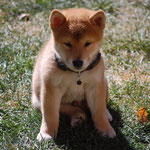 Hachiko 9 Wochen