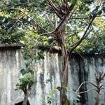 Long-Tailed Macaque