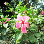 Hibiscus