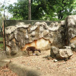 Philippine Brown Deer