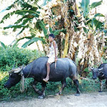Carabao (Creative Commons Photo, Courtesy of Bulaclac Paruparu on Flickr)