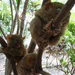 Tarsier (Creative Commons Photo, Courtesy of Nurpu Christopher on Flickr)