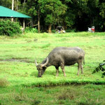 Carabao