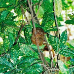 Tarsier
