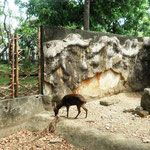 Philippine Brown Deer