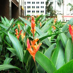 Bird of Paradise at the Park