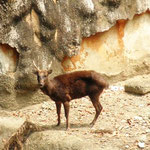 Philippine Brown Deer