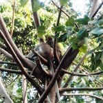 Long-Tailed Macaque