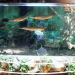 Redtail Catfish, Giant-Gourami and African-Arowana