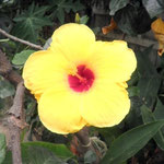 Hibiscus or Gumamela