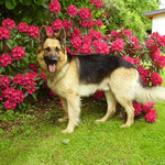 Blumen mit Hund