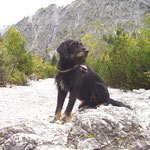 Wimbachtal,- hier sieht "Ares" aus, wie ein Bergrettungshund