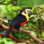 Parque Nacional do Iguaçu