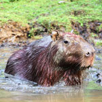 Pampas del Yacuma - Das Capybara oder Wasserschwein (Hydrochoerus hydrochaeris) ist eine Säugetierart und das größte lebende Nagetier der Erde.