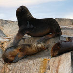 Wunderschöne Bootstour bei rauher See auf dem Beagle-Kanal