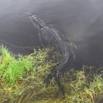 Alligator im Everglades-Nationalpark