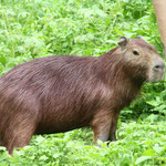 Pampas del Yacuma - Capybara