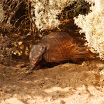 Ein Armadillo, ein lustiges Tierchen, welches auch auf der Halbinsel beheimatet ist.