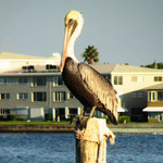 John's Pass beim Madeira Beach. Pelikan - der ist echt!! Das weiss man hier nie so genau was echt ist und was nicht!!!