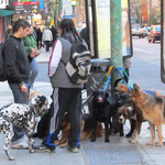 Ein Paseoperros. Das ist ein Beruf in Buenos Aires und bedeutet: Ein professioneller Hundeausführer!!!!!