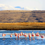 Laguna Nimez mit chilenischen Flamingos