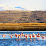 Laguna Nimez mit chilenischen Flamingos