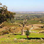 Im Barossa Valley - Eine der vielen wunderbaren Weinregionen Australiens