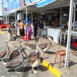 Arica. Beim Fischmarkt stehen die Pelikane schlange. Dem einten Pelikan ganz vorne im Bild steckt noch ein riesen Stück Fisch im Hals.