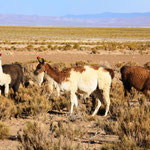 Salar de Uyuni Tour