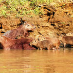 Pampas del Yacuma - Capybara Familie