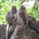 Monkey Familie