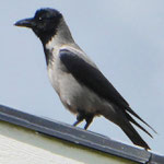 Hooded Crow - Bonte Kraai - Nebelkrähe - Gråkråka - Corvus Corone Cornix