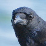 Carrion Crow - Zwarte Kraai - Rabenkrähe - Kråka - Corvus corone corone